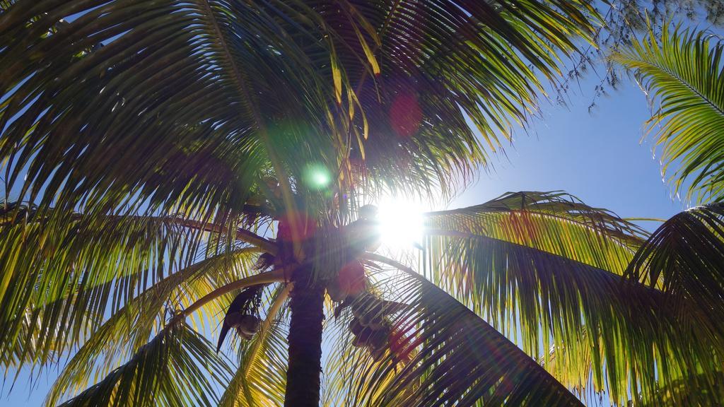 Coconuts Villa Grand-Baie Eksteriør bilde
